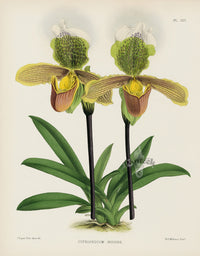 Warner Orchid Album Prints 1882 Cypripedium insigne - Panteek Antique Prints