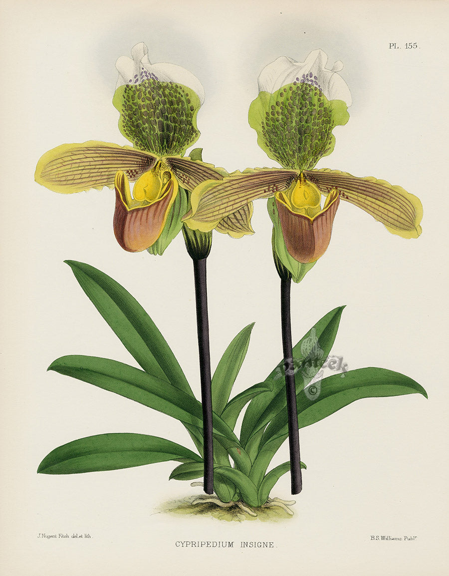 Warner Orchid Album Prints 1882 Cypripedium insigne