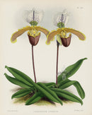 Warner Orchid Album Prints 1882 Cypripedium leeanum