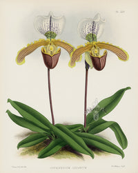 Warner Orchid Album Prints 1882 Cypripedium leeanum