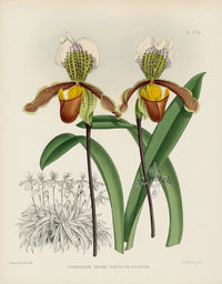 Warner Orchid Album Prints 1882 Cypripedium insigne pun.