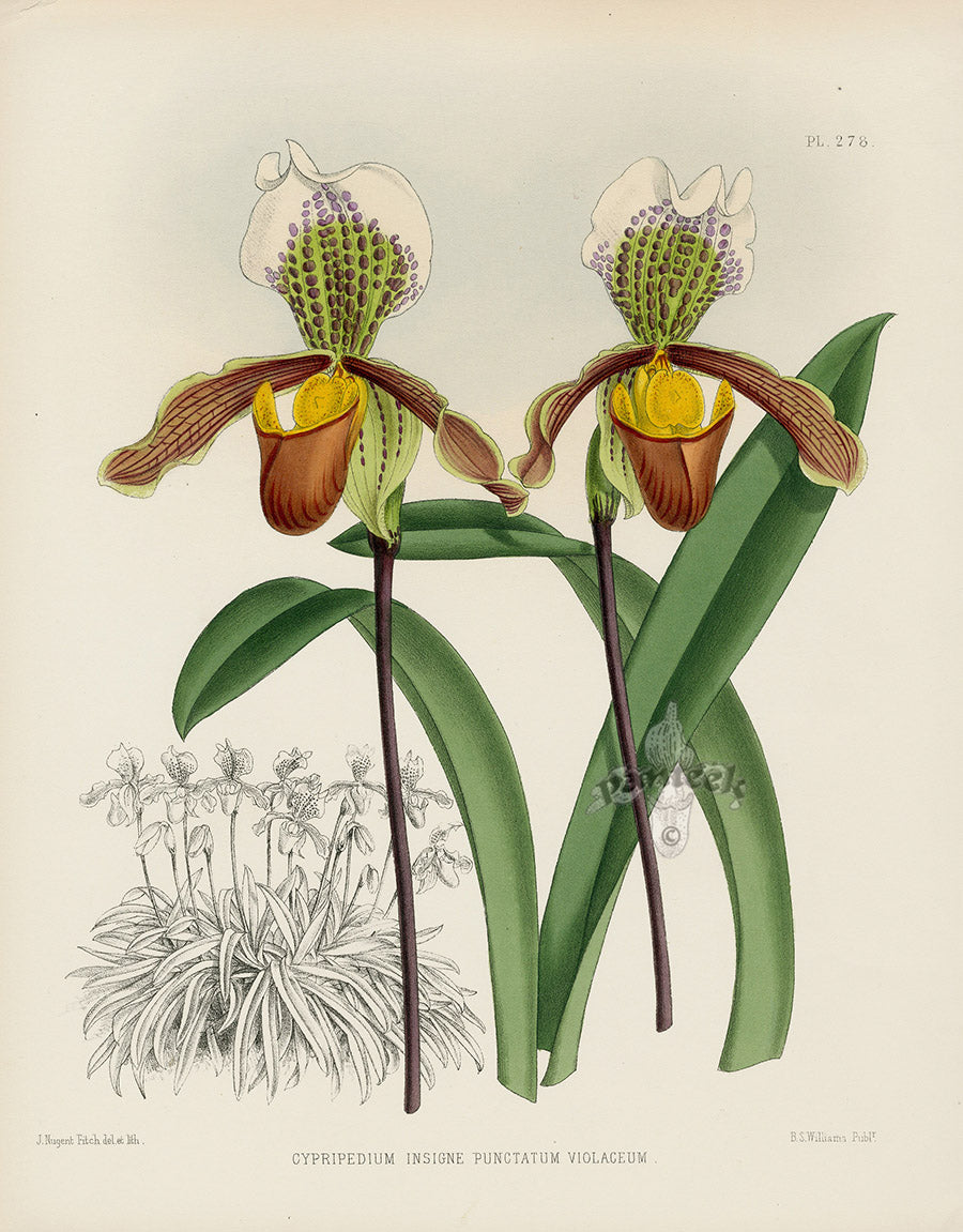 Warner Orchid Album Prints 1882 Cypripedium insigne pun.
