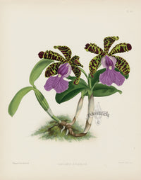 Warner Orchid Album Prints 1882 Cattleya aclandiae