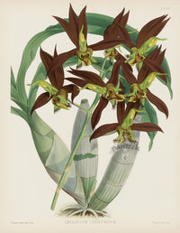 Warner Orchid Album Prints 1882 Catasetum christyanum
