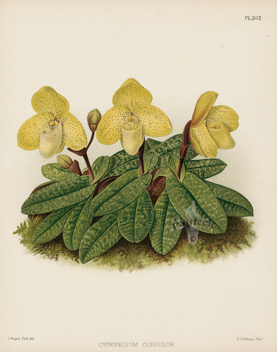 Warner Orchid Album Prints 1882 Cypripedium concolor