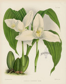 Warner Orchid Album Prints 1882 Lycaste skinneri