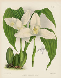 Warner Orchid Album Prints 1882 Lycaste skinneri