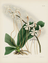Warner Orchid Album Prints 1882 Angraecum kotschyi