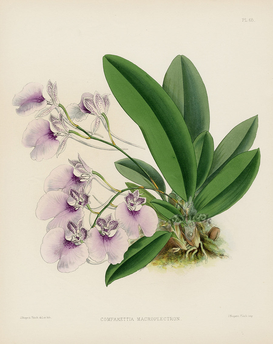 Warner Orchid Album Prints 1882 Comparettia mac.