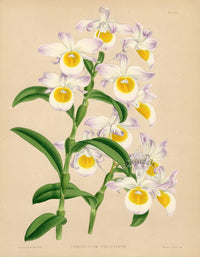 Warner Orchid Album Prints 1882 Dendrobium findleyanum - Panteek Antique Prints
