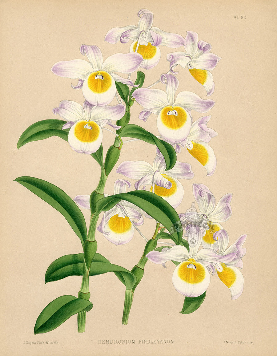 Warner Orchid Album Prints 1882 Dendrobium findleyanum