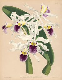 Warner Orchid Album Prints 1882 Cattleya crispa