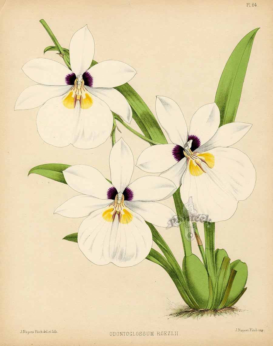Warner Orchid Album Prints 1882 Odontoglossum roezlii