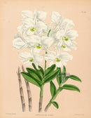 Warner Orchid Album Prints 1882 Dendrobium dearei