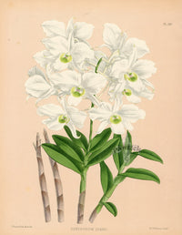 Warner Orchid Album Prints 1882 Dendrobium dearei