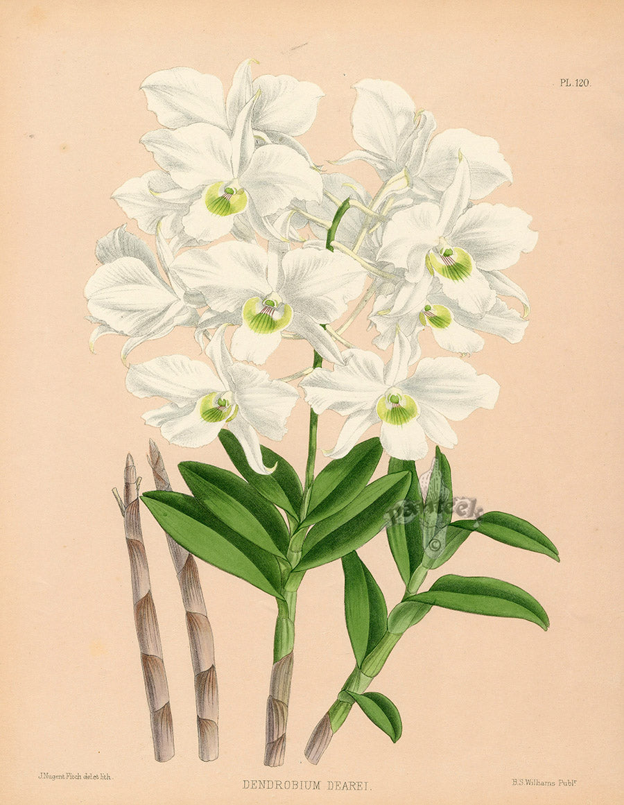 Warner Orchid Album Prints 1882 Dendrobium dearei