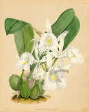 Warner Orchid Album Prints 1882 Trichopilia suavis alba