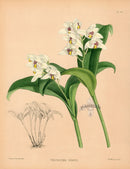 Warner Orchid Album Prints 1882 Trichosma suavis