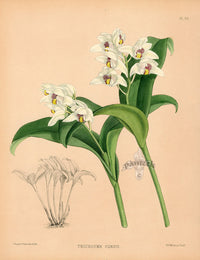 Warner Orchid Album Prints 1882 Trichosma suavis