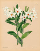 Warner Orchid Album Prints 1882 Dendrobium draconis