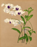 Warner Orchid Album Prints 1882 Dendrobium williamsianum
