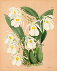 Warner Orchid Album Prints 1882 Pilumna nobilis