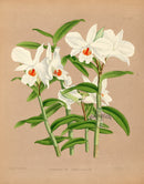 Warner Orchid Album Prints 1882 Dendrobium jamesianum