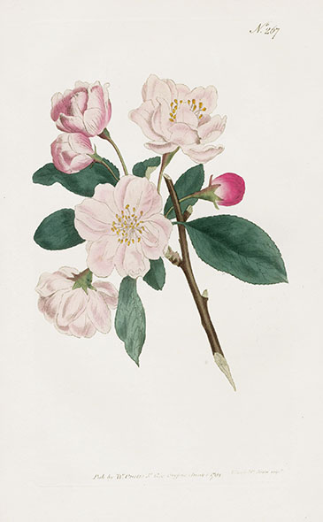 William Curtis Botanical Magazine Antique Prints 1787-1817
