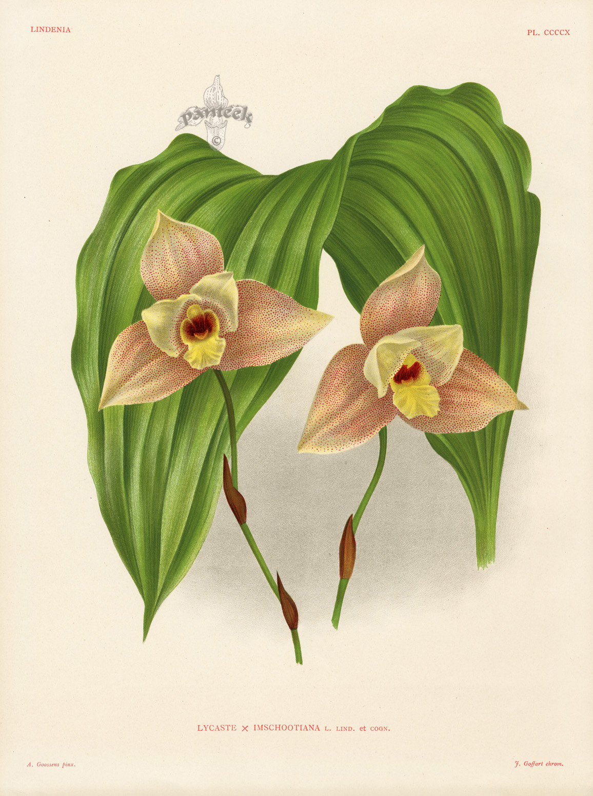 Lycaste Imschootiana from Linden Orchid Prints Lindenia 1885