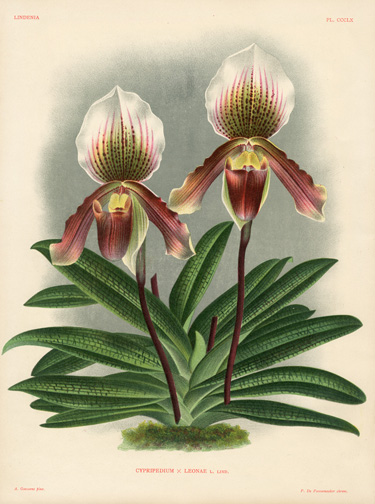Linden Orchid Prints Lindenia 1885