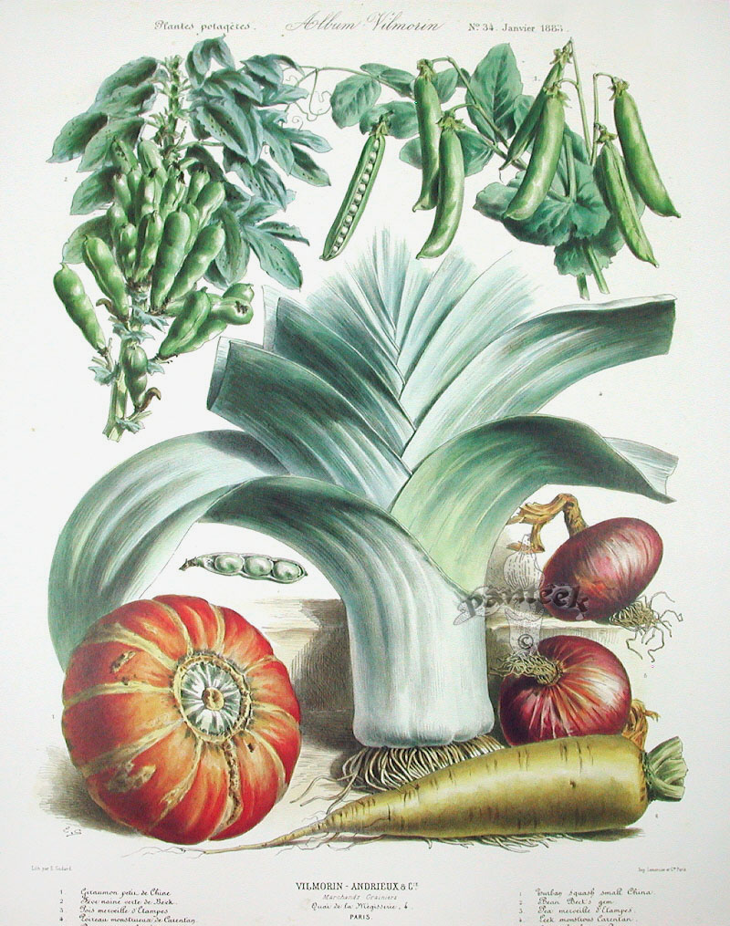Vilmorin Fruit & Vegetable Prints