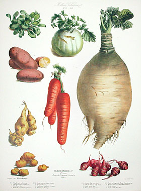 Vegetables Illustration Vintage Print 4 - Vilmorin (VP1088
